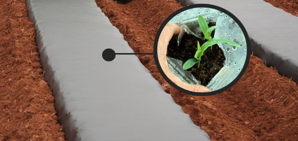 ما هو الملش الزراعي mulch
