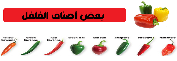 اصناف الفلفل