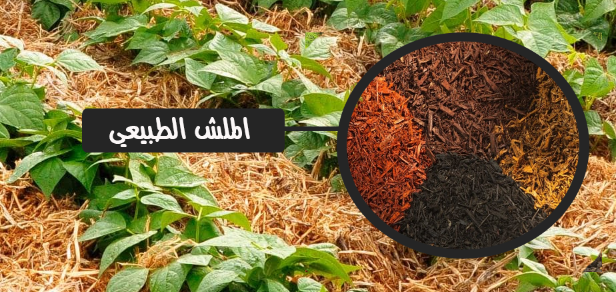 مغطاة التربة الملش