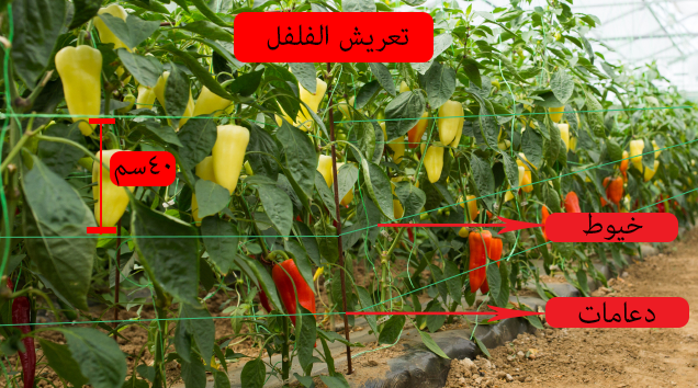 تعريش الفلفل