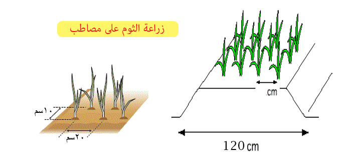مسافات الزراعة بالثوم