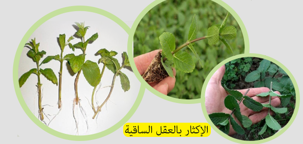 اكثار النعناع في المنزل