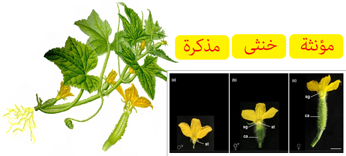 الوصف النباتي لنبات الخيار