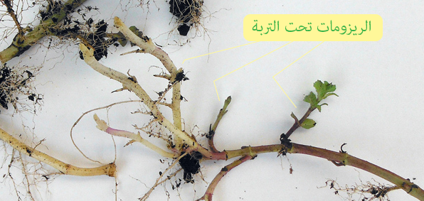 زراعة النعناع في المنزل