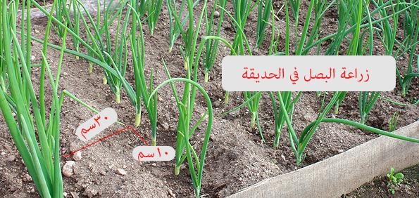 الزراعة في المنزل