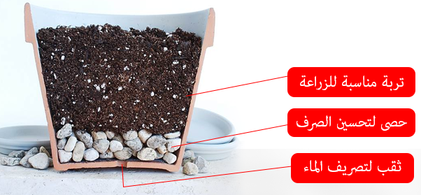 زراعة الخضروات على الأسطح