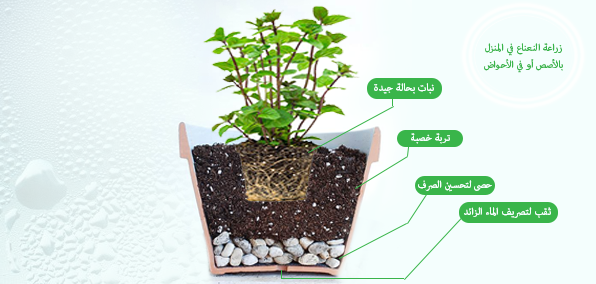 زراعة النعناع بالاصيص