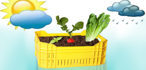زراعة الخضروات في الأوعية و الأصص