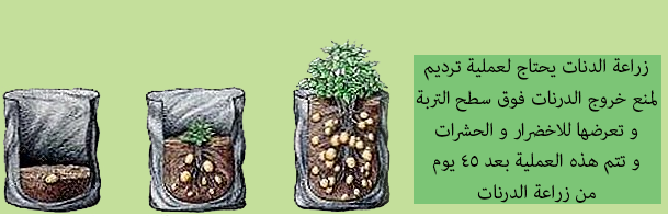 زراعة البلكونة بالخضروات