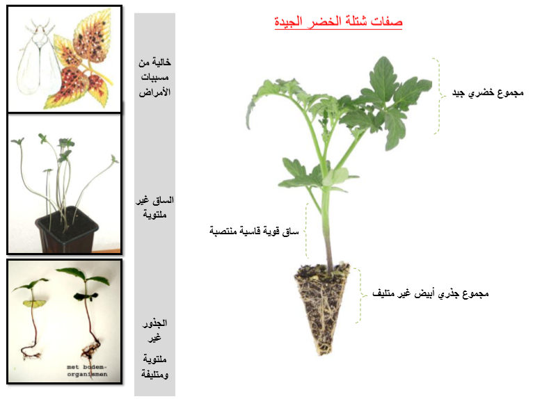 مواصفات الاشتال الجيدة
