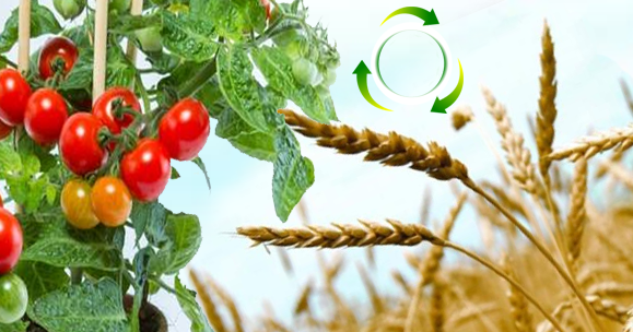الدورة الزراعية وأهميتها