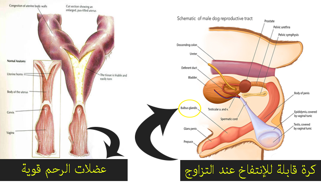 تزاوج الكلاب