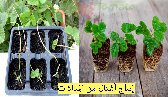 أشتال الفراولة