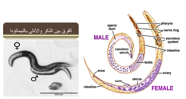 التكاثر بالنيماتودا