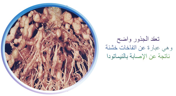 نيماتودا تعقد الجذور