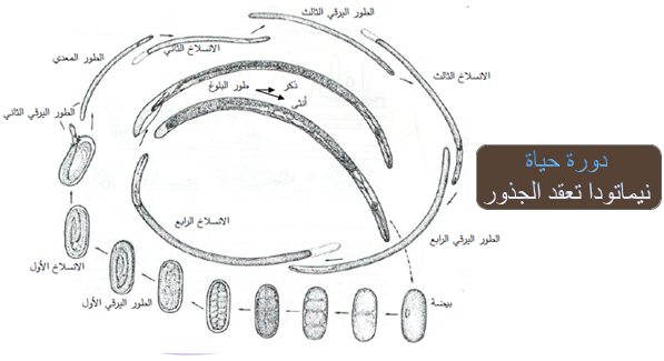 حياة النيماتودا