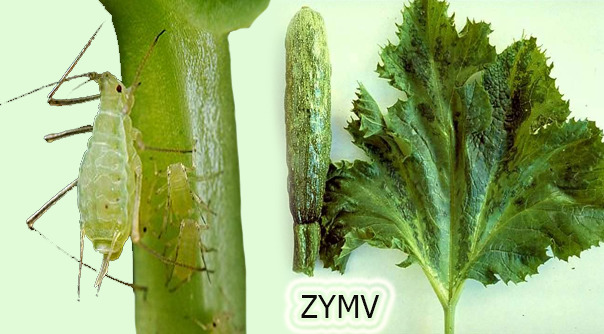 فيروس موزاييك الكوسة الأصفر (ZYMV)