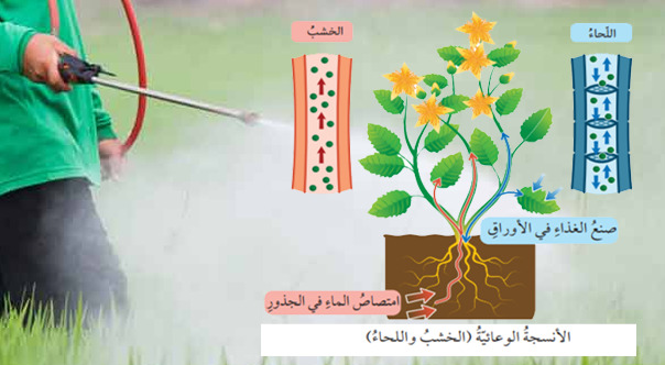 إيهما أفضل ري المبيدات أم رشها