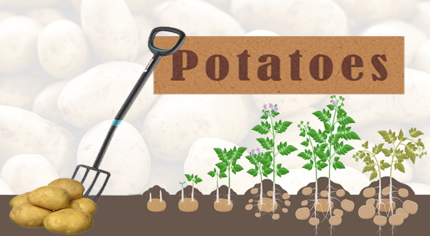 حجر محاسب تزوير  كيفية زراعة البطاطا - موقع بنَدورة - الحدائق المنزلية