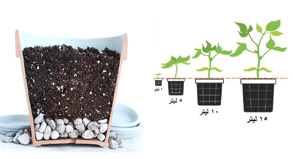 زراعة بالاصص المناسبة