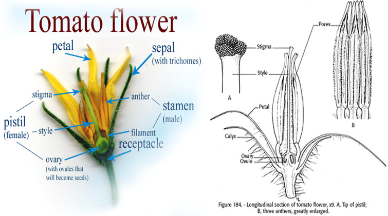 تركيب زهرة الطماطم tomato flower composition
