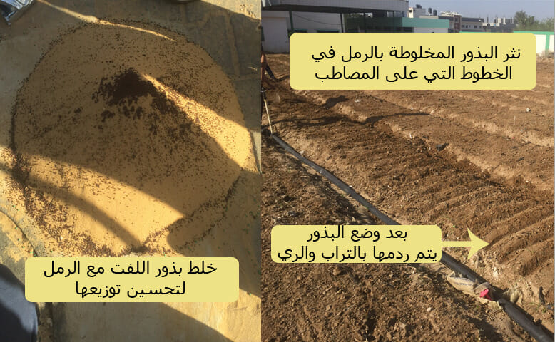 زراعة اللفت بالبذور