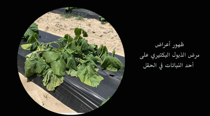 أعراض الذبول البكتيري بالصور