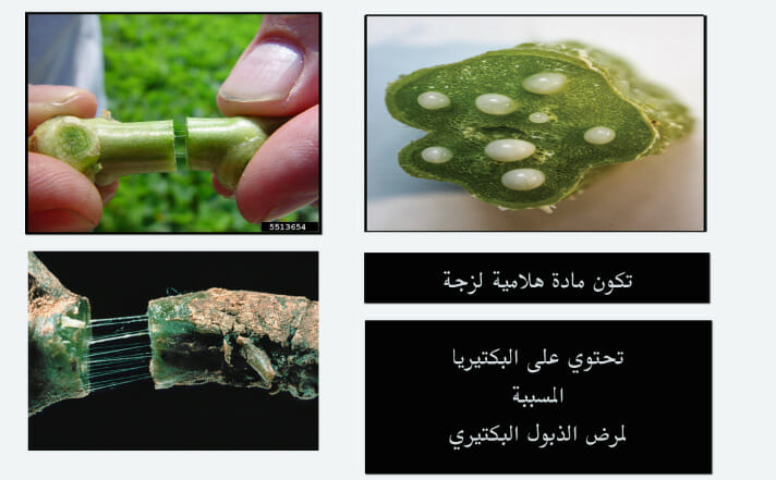 الذبول البكتيري