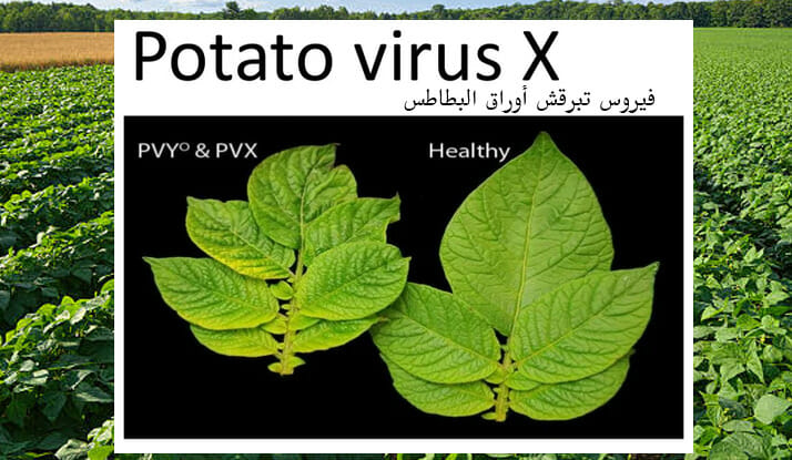 فيروس X مرض تبرقش أوراق البطاطس