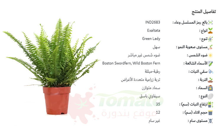 سعر نبات الخنشار