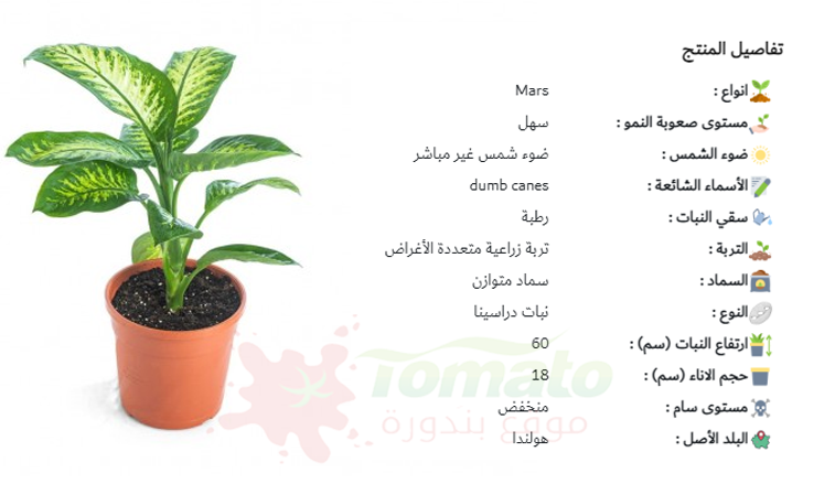 سعر نبات الديفنباخيا
