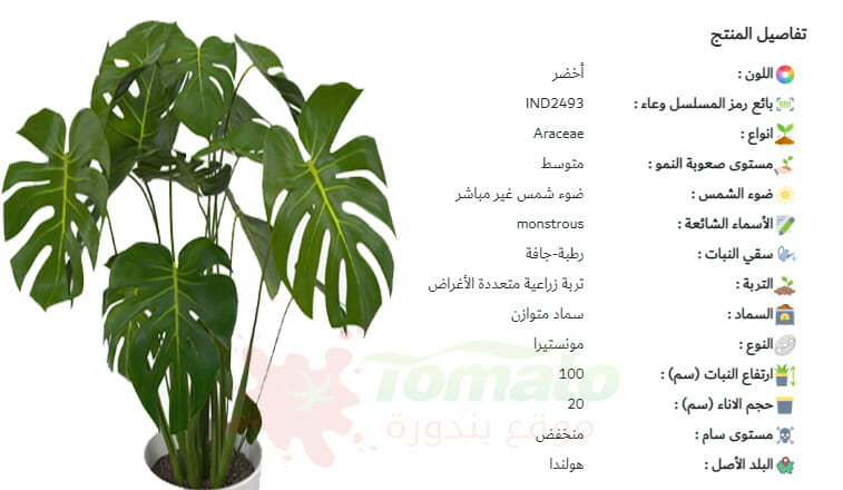 سعر نبات القفص الصدري