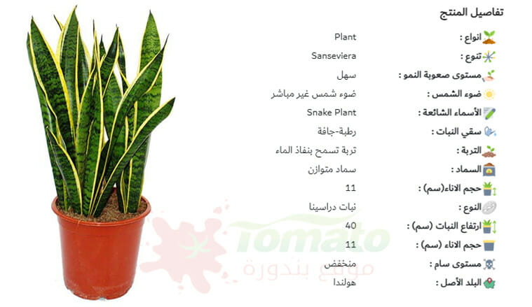 سعر نبات جلد النمر
