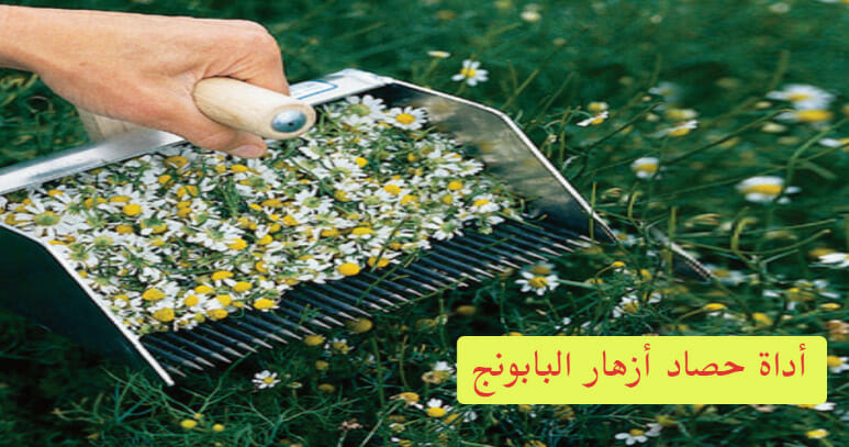 زراعة البابونج