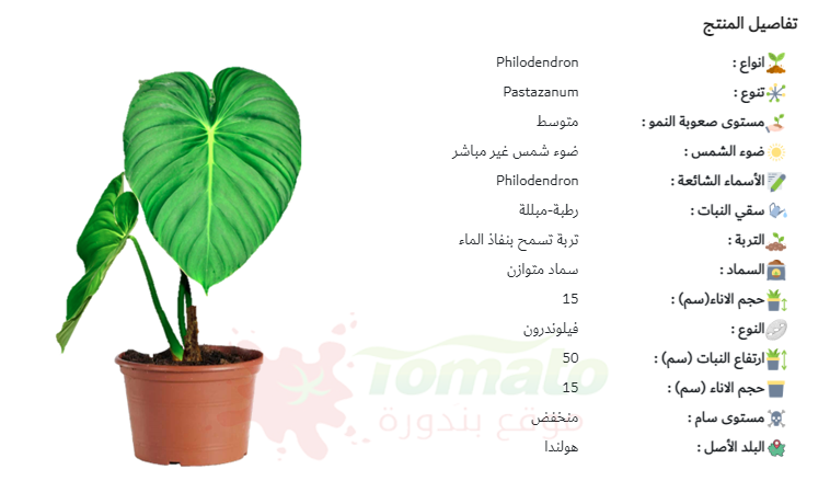 سعر نبات فيلوديندرون