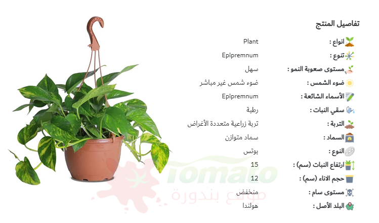 سعر نبات البوتس