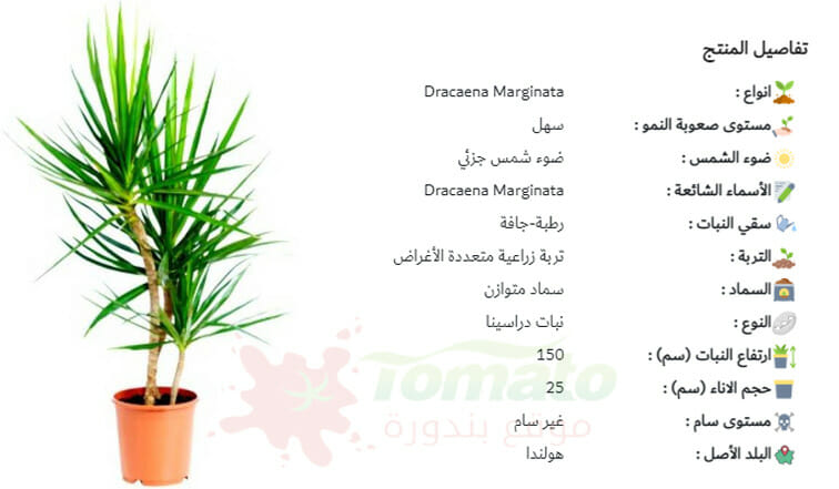 سعر نبات الدراسينا