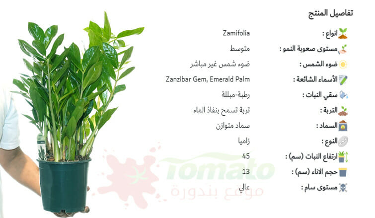 سعر نبات الزاميا