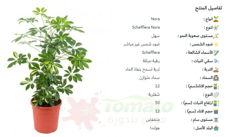 سعر الشفليرا