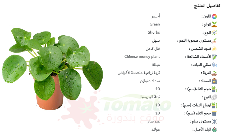 سعر نبات المال الصينية - نباتات صفر ضوء
