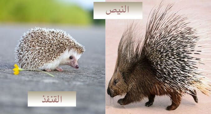 الفرق بين النيص والقنفذ