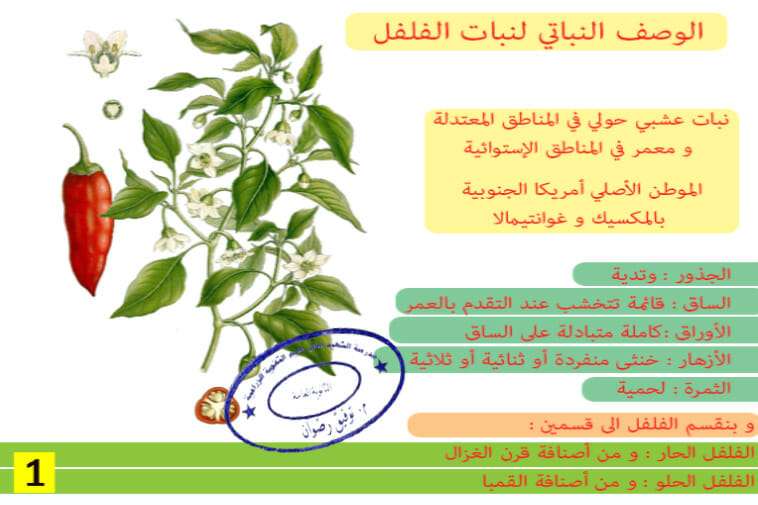 الوصف النباتي للفلفل
