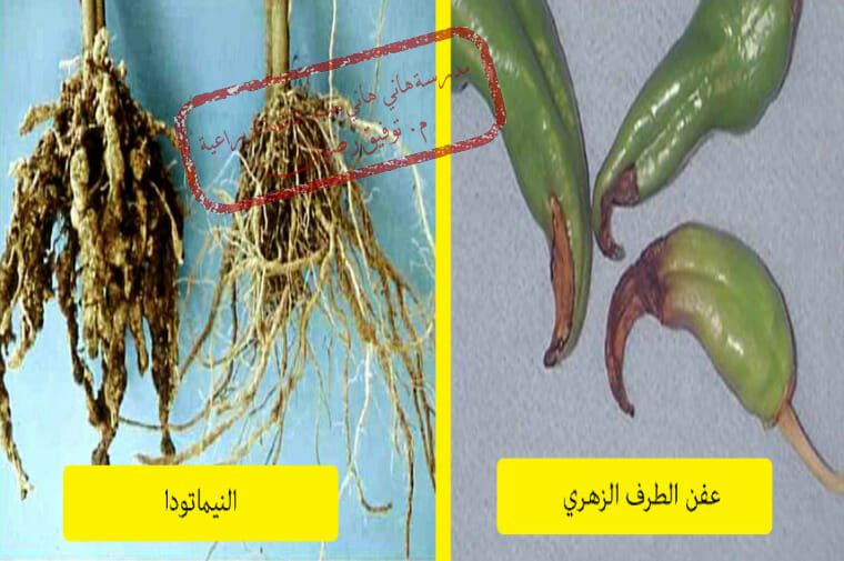 عفن الطرف الزهري في الفلفل