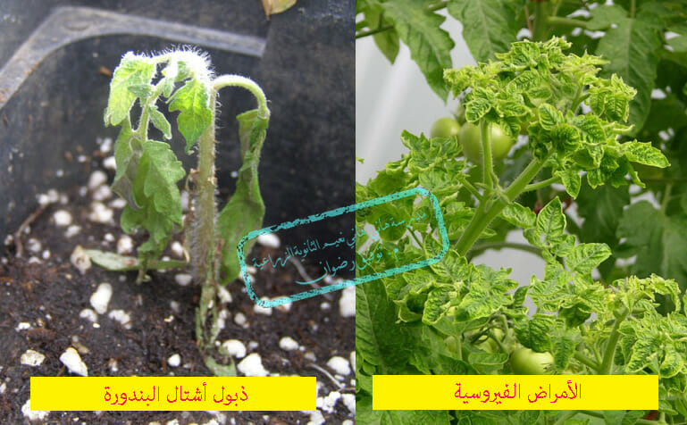 أمراض الطماطم بالصور