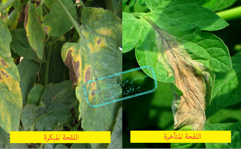 الأمراض الفطرية في الطماطم