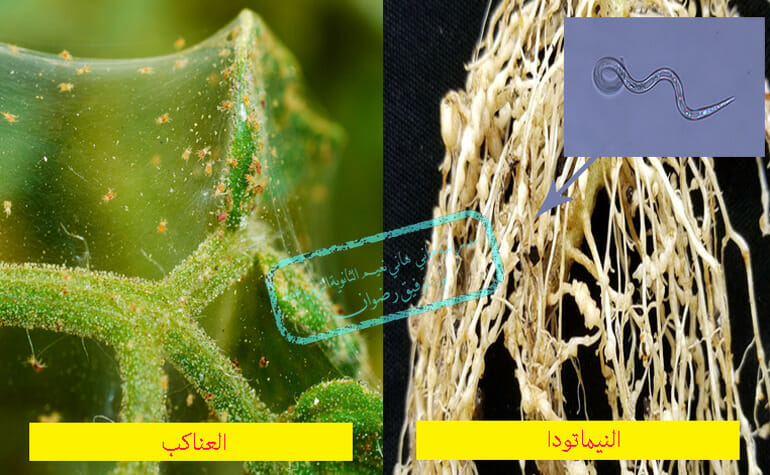 النيماتودا في الطماطم