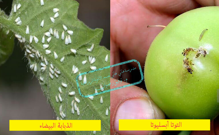 الحشرات التي تصيب البندورة