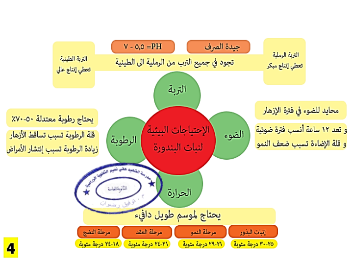 الاحتياجات البيئية للطماطم