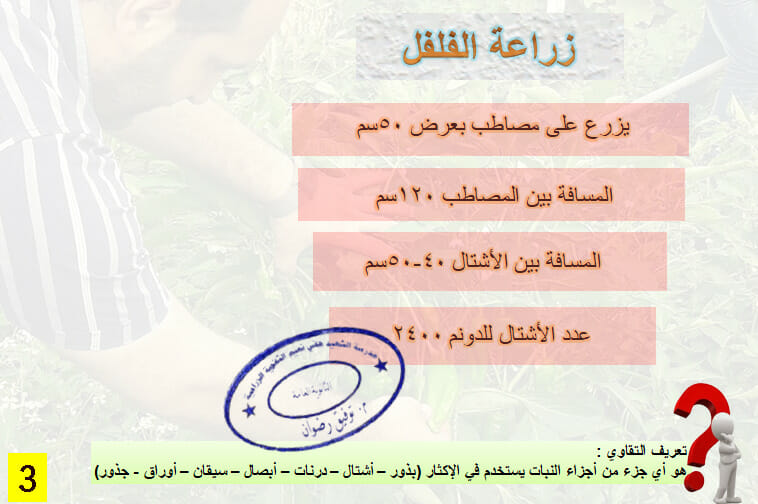 زراعة الفلفل