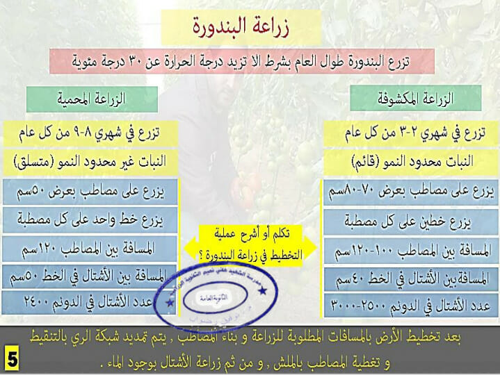 زراعة الطماطم